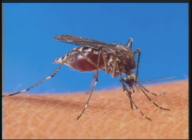 Mosquito - What You Need To Know