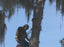 Tree Trimming (Public Agency) Safety Video